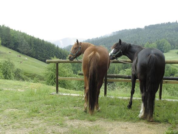 Mühlviertler Alm Tour