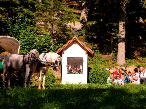 Moser Alm Kutschenrunde