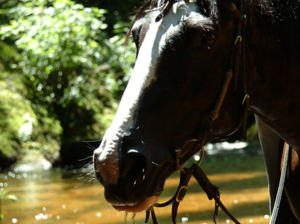 Einführungsrunde Wanderreiterhof Kern