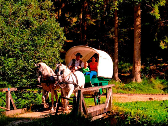 Moser Alm Kutschenrunde