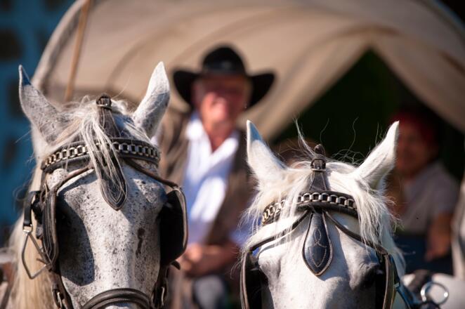 Moser Alm Kutschenrunde