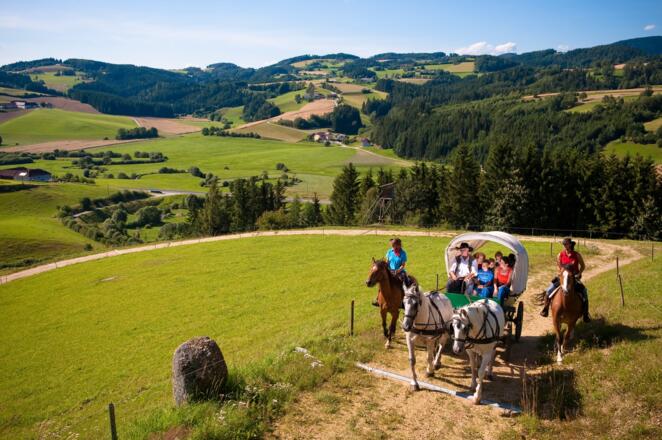 Moser Alm Kutschenrunde