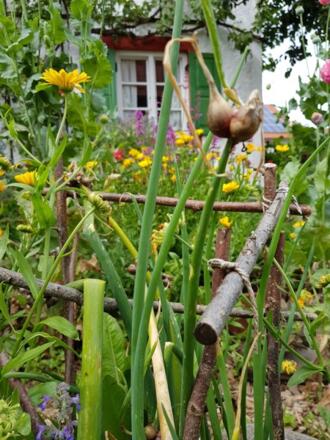 Lenis Selbstversorgergarten