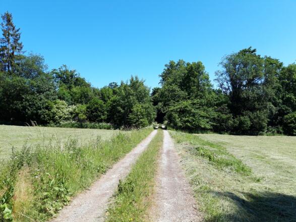 Buchenwald, Basalt und Biosphäre, Rhön-Rundweg 3 Oberelsbach_1