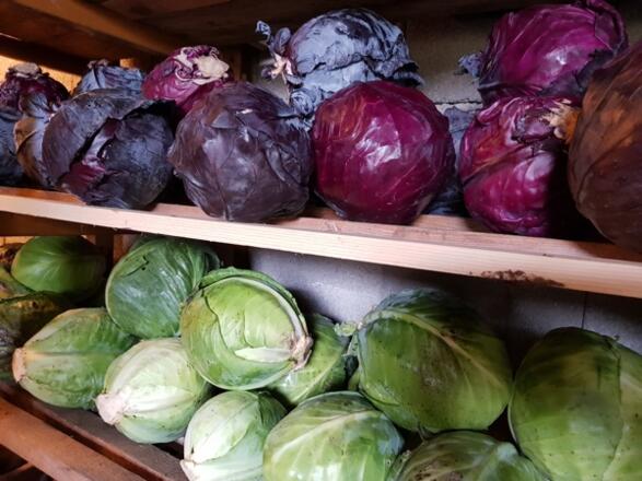 Lenis Selbstversorgergarten