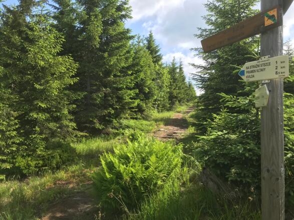 Weg auf dem Siebensteinkopf durch den Fichtenwald