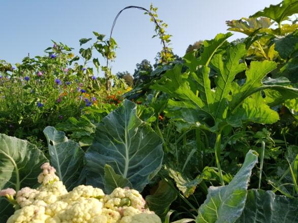 Lenis Selbstversorgergarten