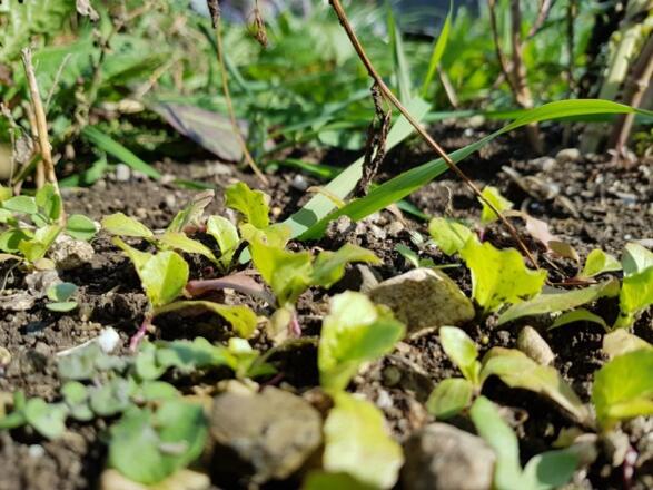 Lenis Selbstversorgergarten