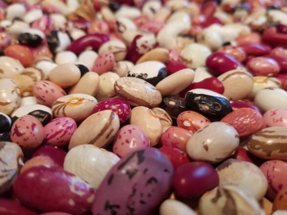 Lenis Selbstversorgergarten