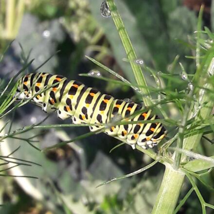 Gärtnerei Sonnenwurzel