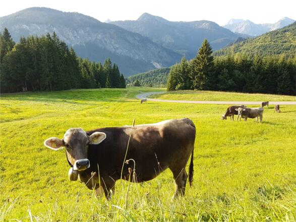 Herrlicher Blick auf die Bergwelt, nur 800 Meter vom Rohrmooshöfle entfernt