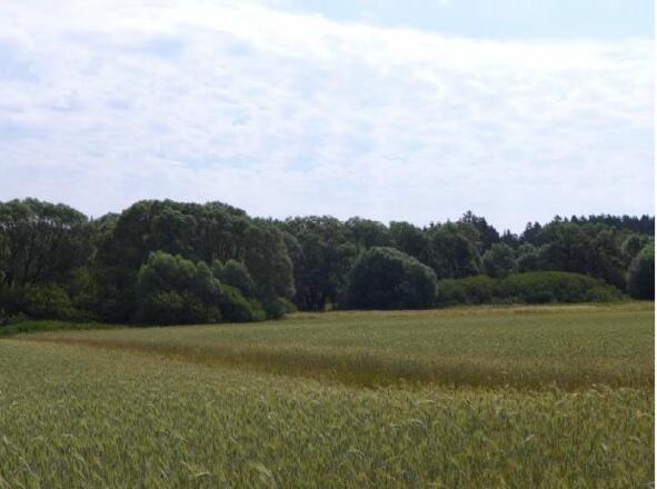 Leopoldschlag_Aulandschaft Maltsch