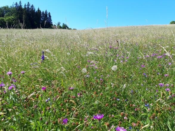 Buchenwald, Basalt und Biosphäre, Rhön-Rundweg 3 Oberelsbach_2