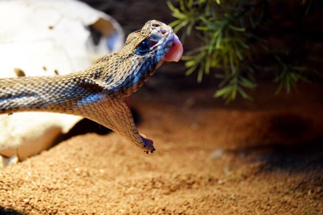Reptilienzoo Allgäu Texasklapperschlange