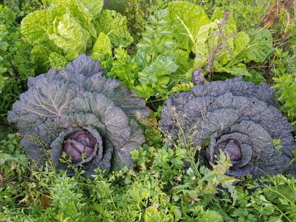 Hofgarten Pfaffenwinkel