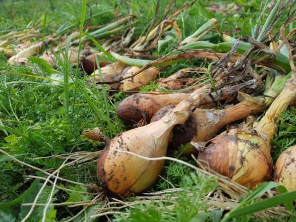 Lenis Selbstversorgergarten