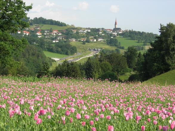 Neumarkt (c) TVB
