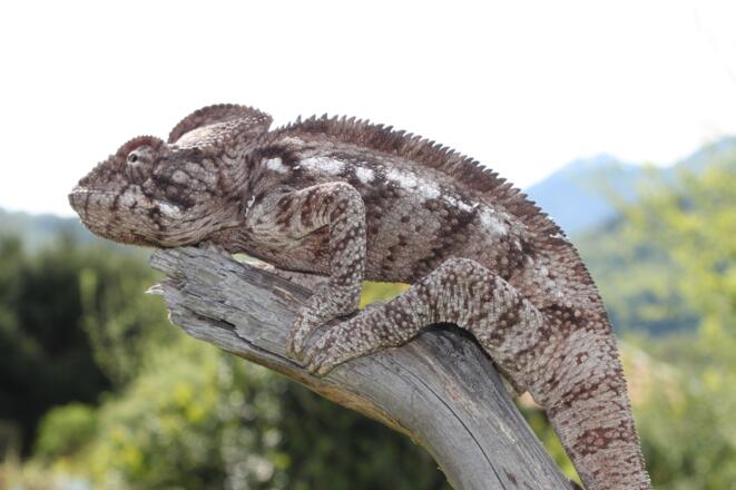 Reptilienzoo Allgäu Leguan