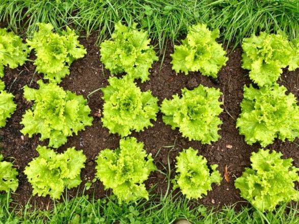 Kapellgarten Jaudenmühle