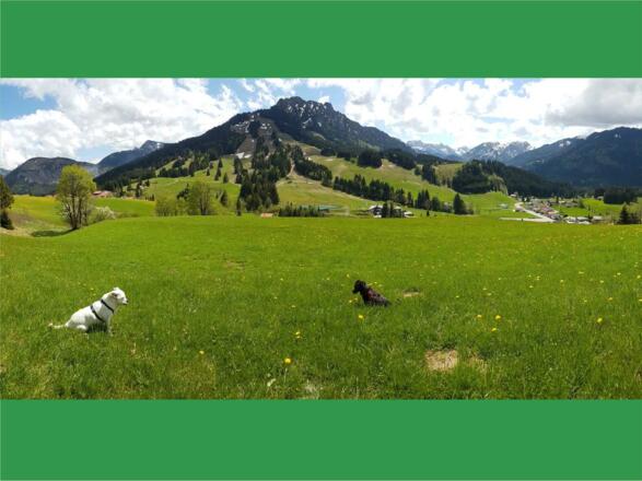 Ein Sommertraum für Mensch und Tier!