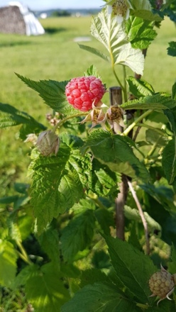Hofgarten Pfaffenwinkel