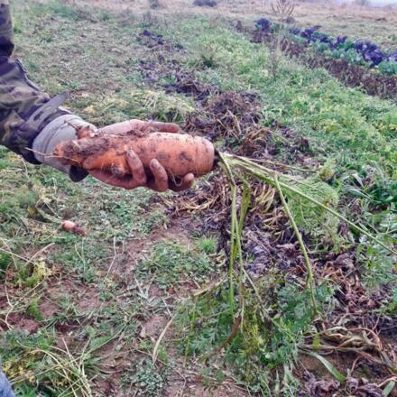 Gärtnerei Sonnenwurzel