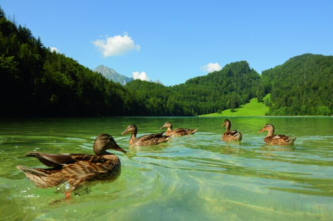 Enten auf dem Alatsee