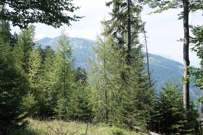 Blick zum Unterberghorn