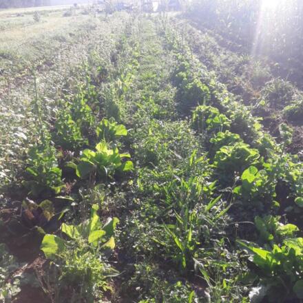 Gärtnerei Sonnenwurzel