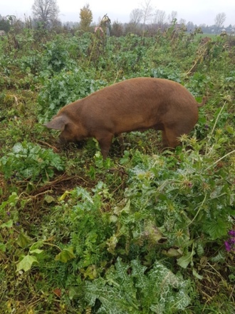 Hofgarten Pfaffenwinkel