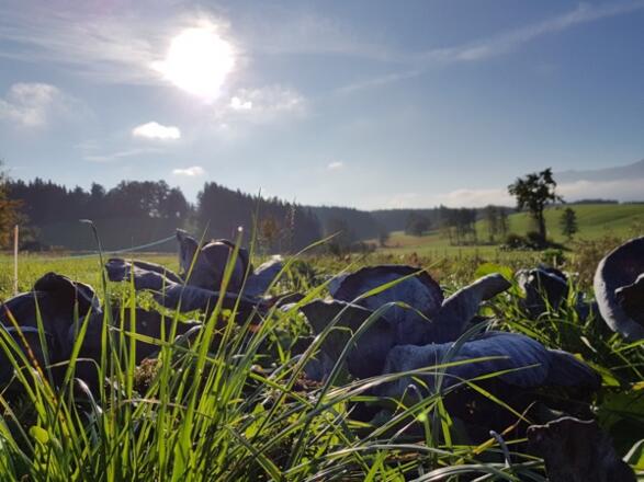 Lenis Selbstversorgergarten