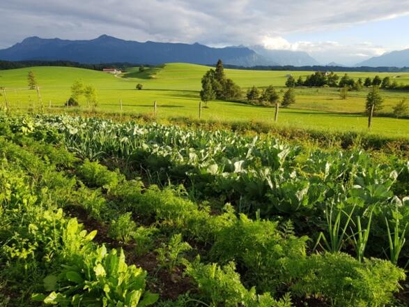 Lenis Selbstversorgergarten