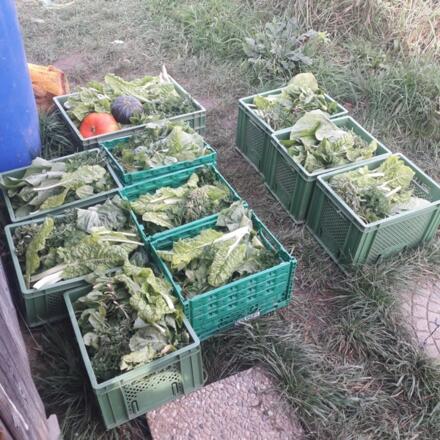 Gärtnerei Sonnenwurzel