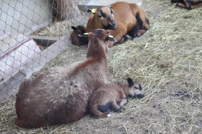 Unsere Kamerunschafe