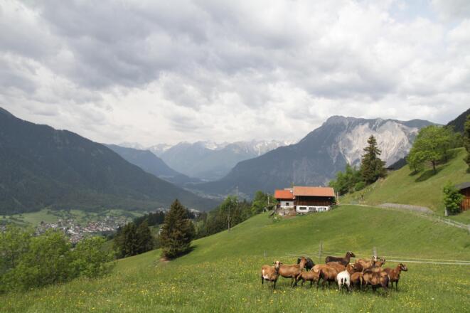 Kamerunschafe auf unser Weide