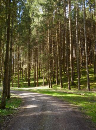 Auf ruhigen Forstwegen geht es vom Pollinger Weiher durch den Wald in Richtung Nordosten.