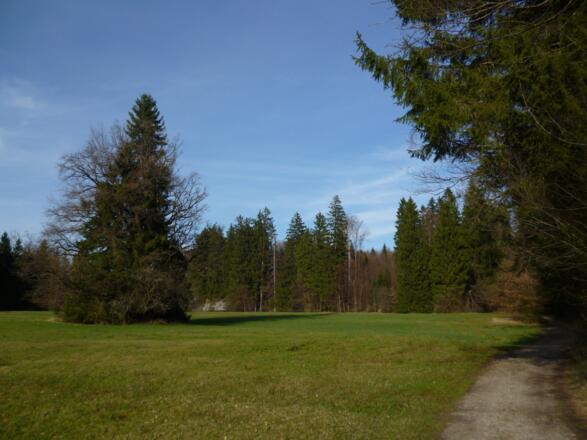 Durch das idyllische Moorgebiet zwischen dem Breitenauer See und dem Ameissee führt der Weg zurück.