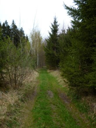 Undeutliche Fahrspuren führen nördlich von Tauting durch den Wald.
