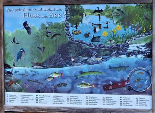 Isarradweg Informationstafel "See- und Flussbewohner"