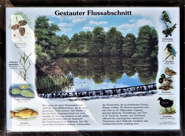 Isarradweg Informationstafel "Gestauter Flussabschnitt"