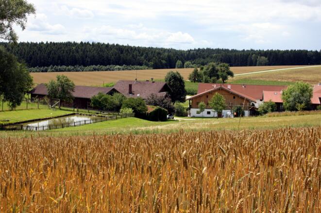 Traumhaft ländliche Kulisse - der Thalhauser Hof