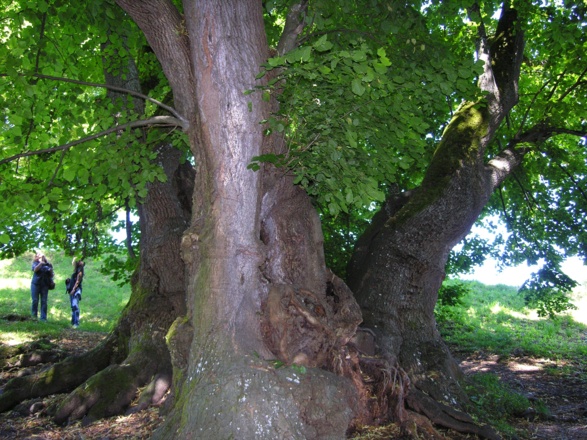 Wessobrunn, Tassilolinde