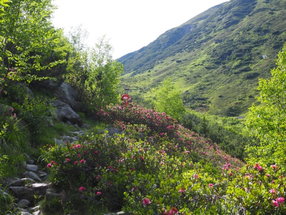 Oberhalb des Waldgürtels geht es vorbei an Almrosen und über saftige Almwiesen