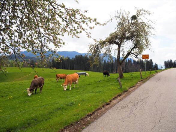 Kuhweide in Auf der Höh