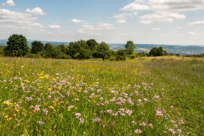 Blumenwiesen am Sodenberg