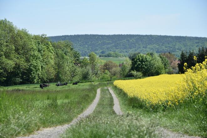 Kleiner Elstalweg, Rhön-Rundweg 11 Oberelsbach_4