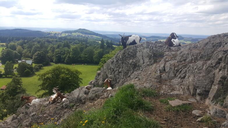 Ziegen am Wachtküppel