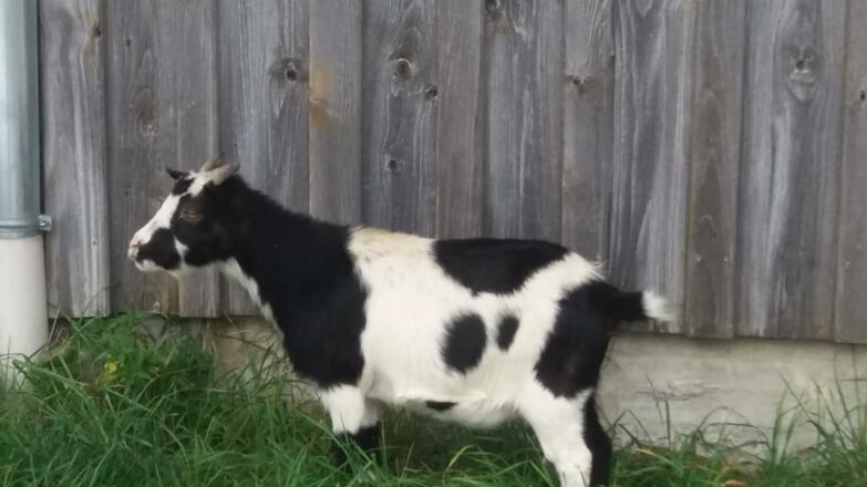 unsere Ziege &quot;Mäh&quot;