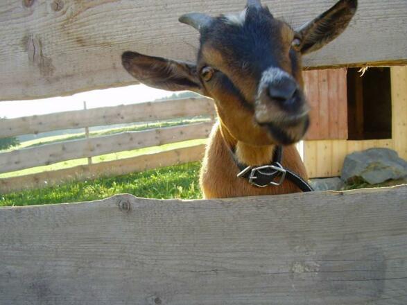 Unsere Ziege &quot;Mäh&quot;