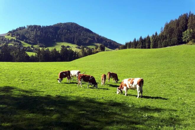 Urlaub direkt am Bauernhof